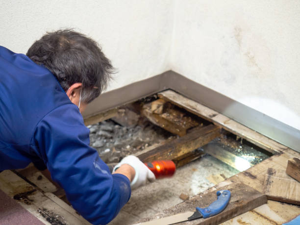 Best Crawl Space Mold Removal  in Nashville, IN