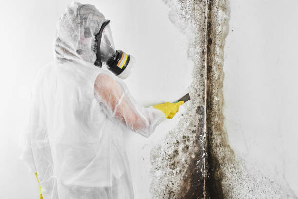 Mold Testing and Removal in Nashville, IN
