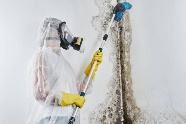 Nashville, IN Mold Removal Company