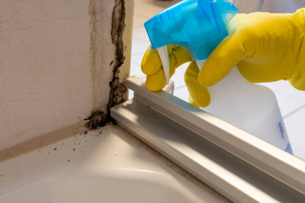 Best Mold Inspection  in Nashville, IN