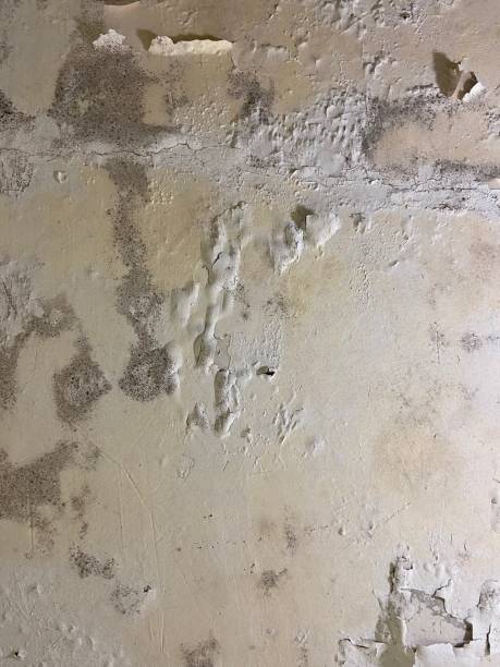 Home Mold Removal in Nashville, IN
