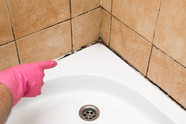 Best Toxic Mold Removal  in Nashville, IN